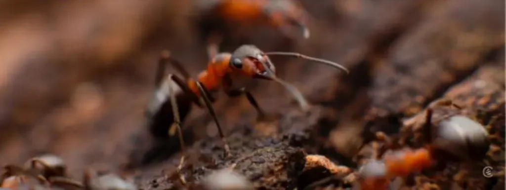 How to get rid of ants