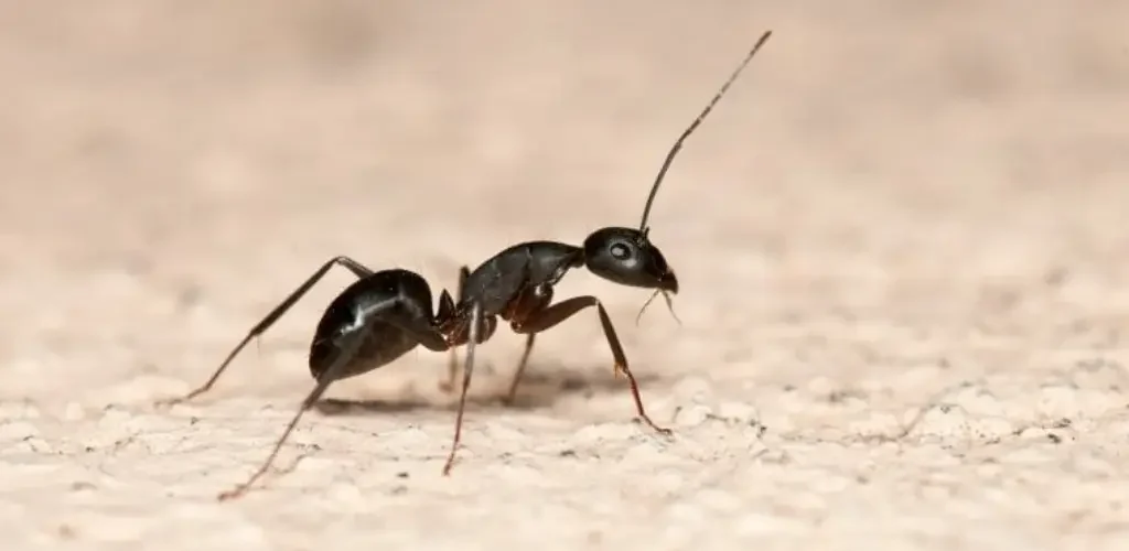 How to get rid of ants