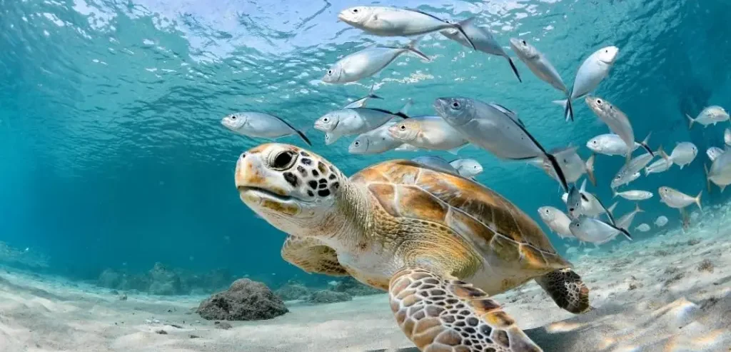 What is Biodiversity