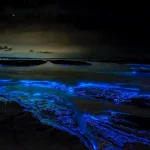 Bioluminescence on Earth: Where Nature Glows in the Dark