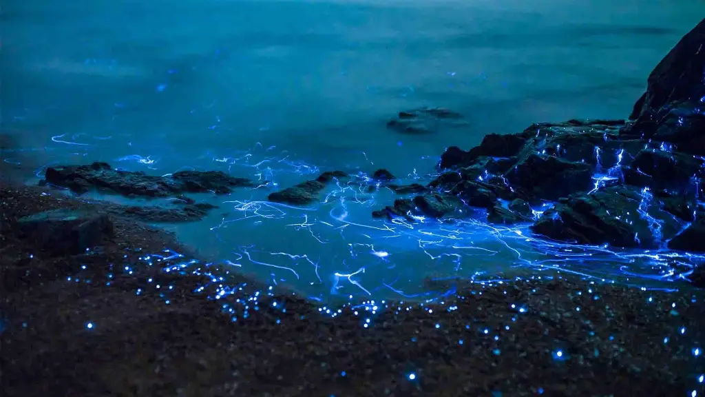 Bioluminescence on Earth
