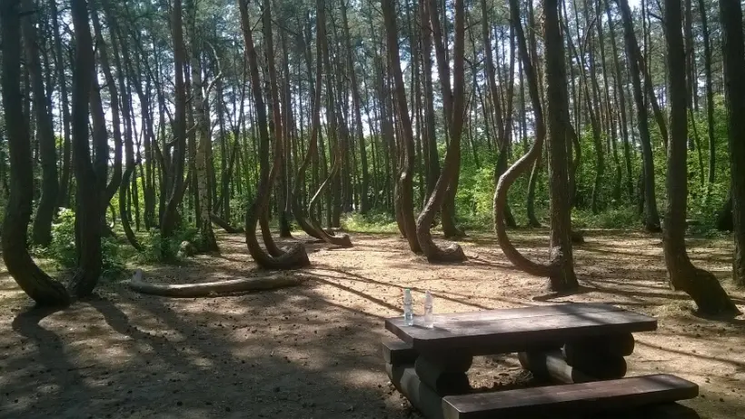 Crooked Forest's curved trees