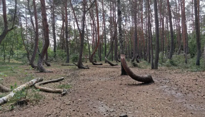 Crooked Forest's curved trees