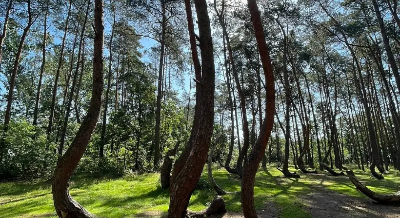Crooked Forest's curved trees