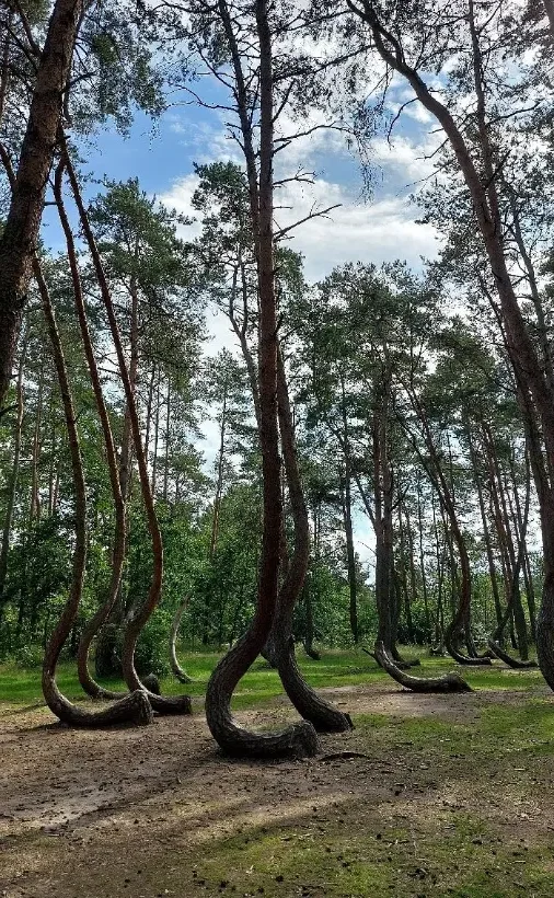Crooked Forest's curved trees