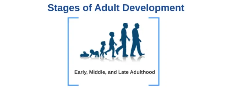 Stages of adult development illustration