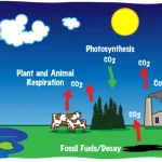 The Carbon Cycle and Its Role in Earth’s Climate