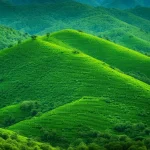 Biodiversity Hotspots of India: The Unique Species of the Western Ghats and the Himalayas