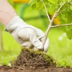 Tree Planting for Climate Action