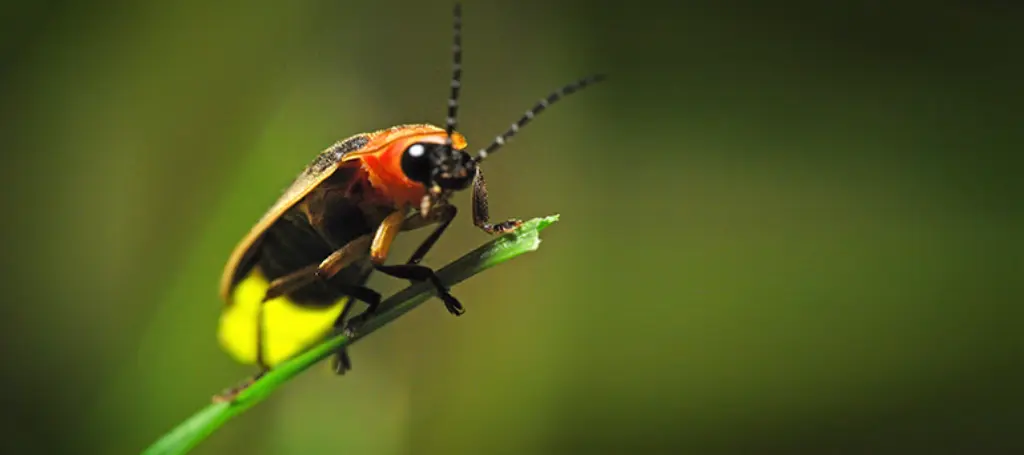 Why Firefly Synchronization Defies Logic
