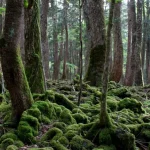 aokigahara forest japan