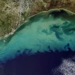 gulf of mexico dead zone