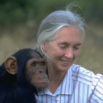 jane goodall chimpanzees